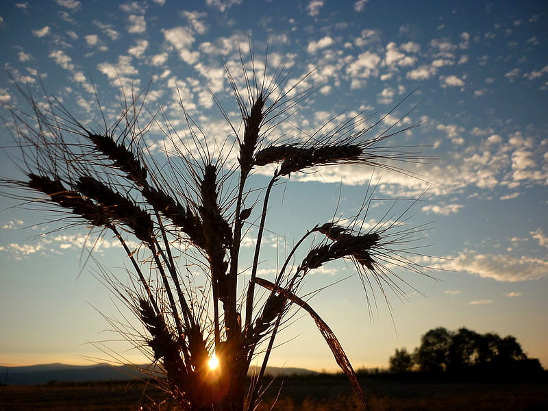 Country Sunrise, dawn, sun, wheat, sunset, country, sky, clouds, farm, nature, sunrise, HD wallpaper