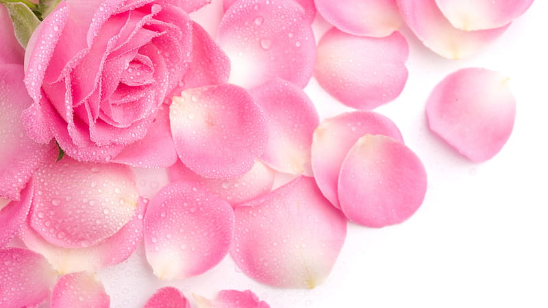 Pink Rose And Rose Petals With Water Drops Rose, HD wallpaper