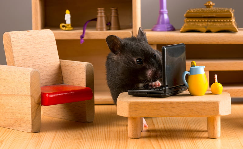 Busy hamster, cute, hamster, black, funny, laptop, rodent, animal, HD  wallpaper | Peakpx