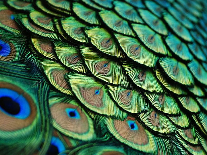 Peacock Feathers, Feather, green, Peacock Feather, Feathers, HD wallpaper |  Peakpx