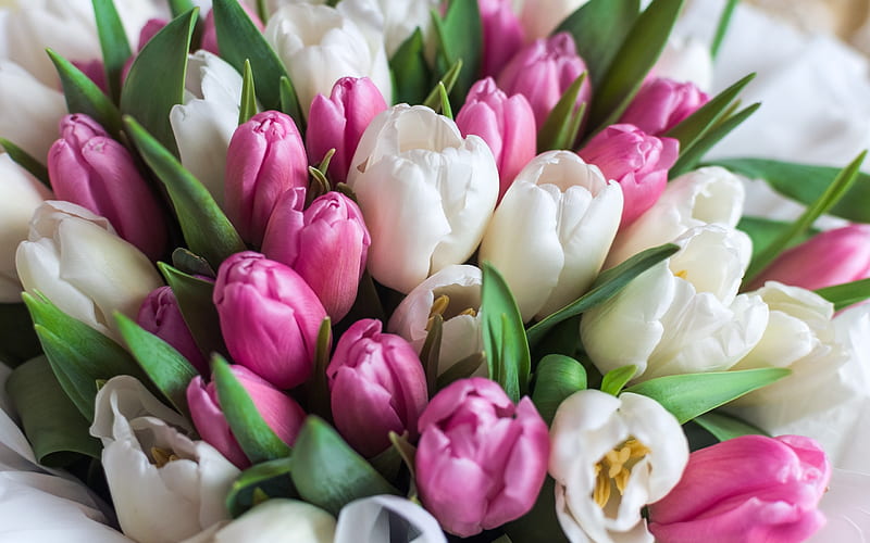 white pink bouquet, pink tulips, spring flowers, white tulips, HD wallpaper