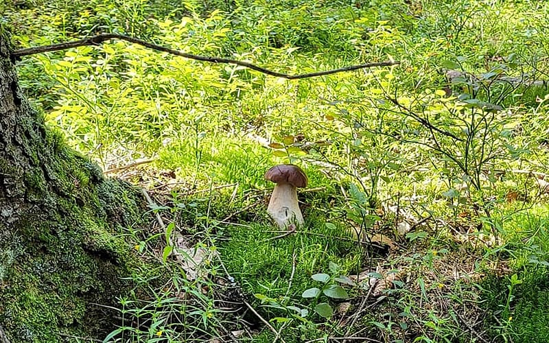 Boletus under Tree, mushroom, tree, boletus, moss, Latvia, grass, HD wallpaper