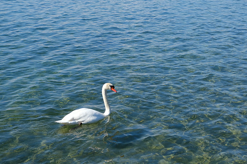 swan, bird, water, waves, HD wallpaper