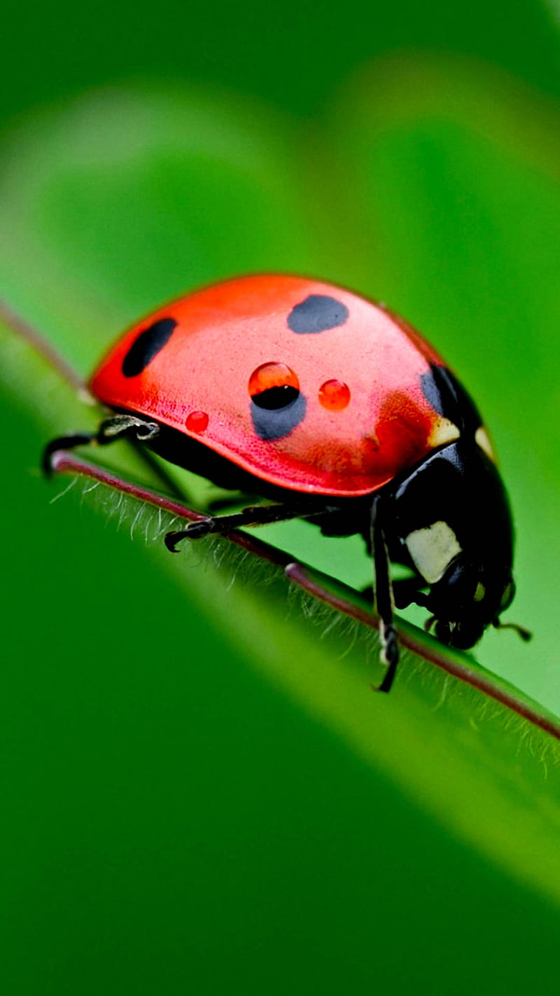 Lady bug, animals, green cute, insects, red, HD phone wallpaper