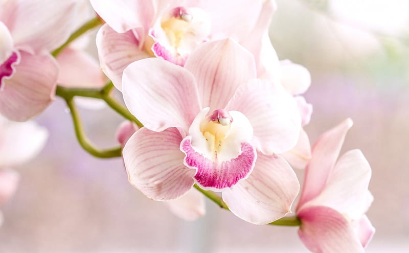 Orchids, flower, bonito, pink, orchid, HD wallpaper