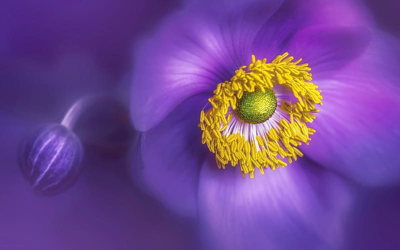 Anemone, flower, yellow, purple, nature, macro, HD wallpaper