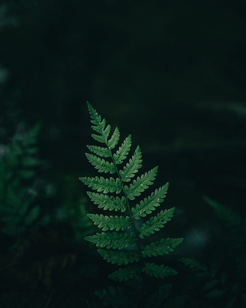 fern, leaf, macro, drops, HD phone wallpaper