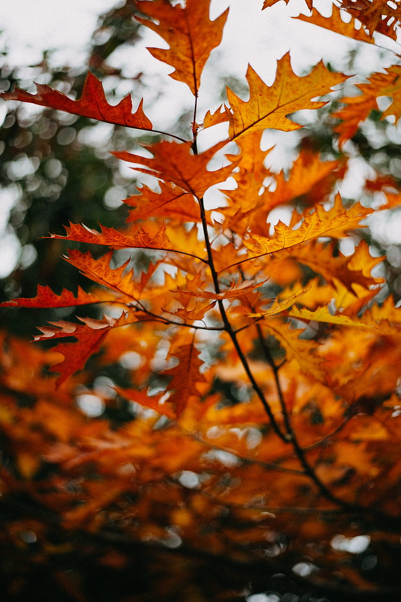 branch, leaves, yellow, plant, autumn, HD phone wallpaper