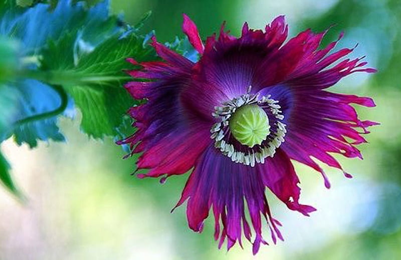 Flower, one, dark purple, bonito, HD wallpaper | Peakpx