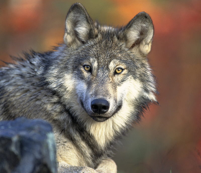 Gray Wolf, look, gray, wolf, eyes, animal, HD wallpaper