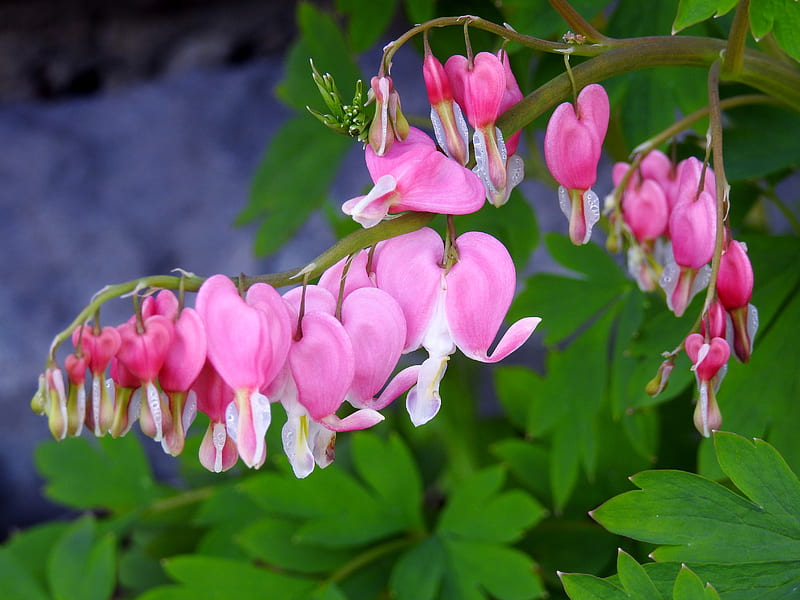 Springtime Hearts, Bleeding Hearts, graphy, Spring, Flowers, Nature, HD wallpaper
