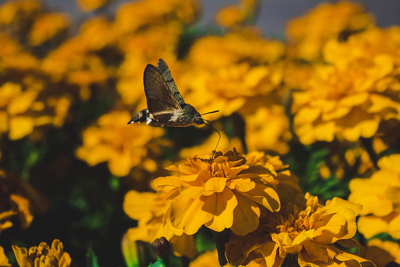 yellow flowers, butterfly, pollination, petals, blurry, blossom, Flowers, HD wallpaper