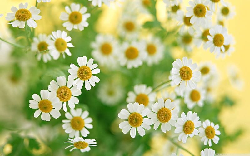 chamomile-Flowers graphy, HD wallpaper