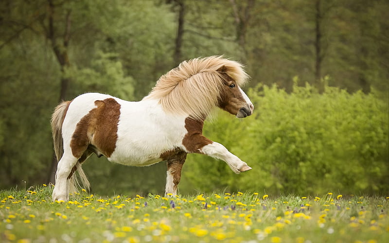 Pony, small horse, forest, green grass, cute animals, horses, HD wallpaper