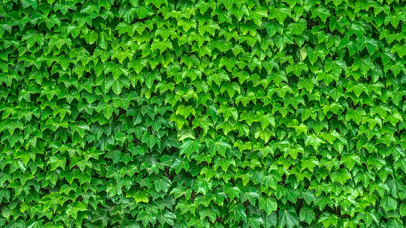 Leaves, wall, green, leaf, texture, HD wallpaper