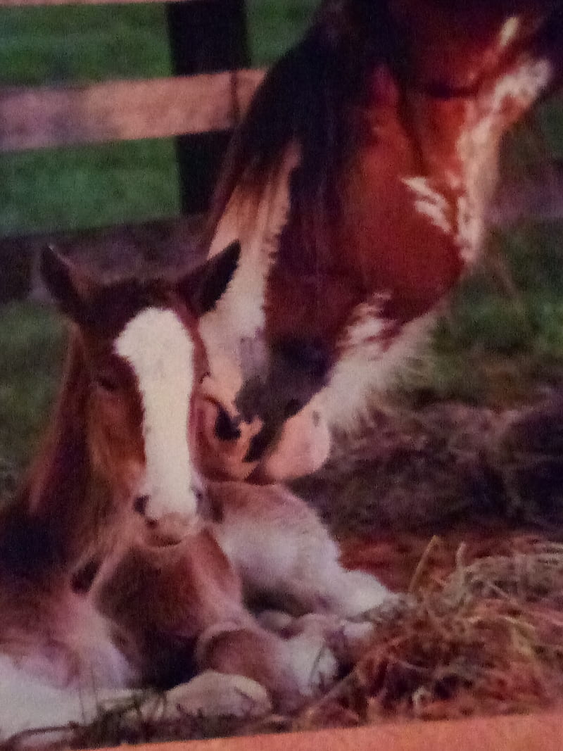 Mama Y Bebe Caballo Caballos Vida Fondo De Pantalla Movil Hd Peakpx