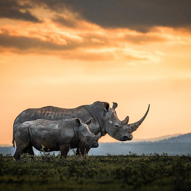 1000 Rhinoceros Pictures and Images in HD  Pixabay