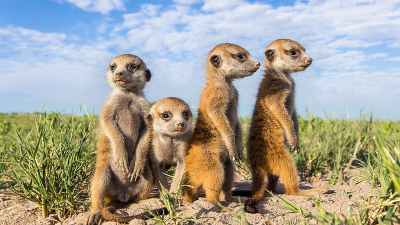 a troup of meerkats, troup, meerkats, sky, grass, HD wallpaper