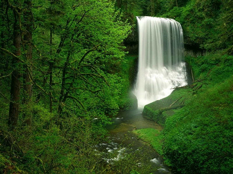 real green forest and waterfall, forest, water, trees, falls, HD wallpaper