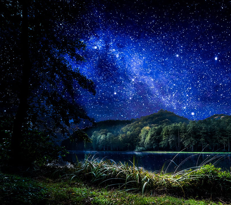 Starlit, forest, night, sky, star, tree, HD wallpaper