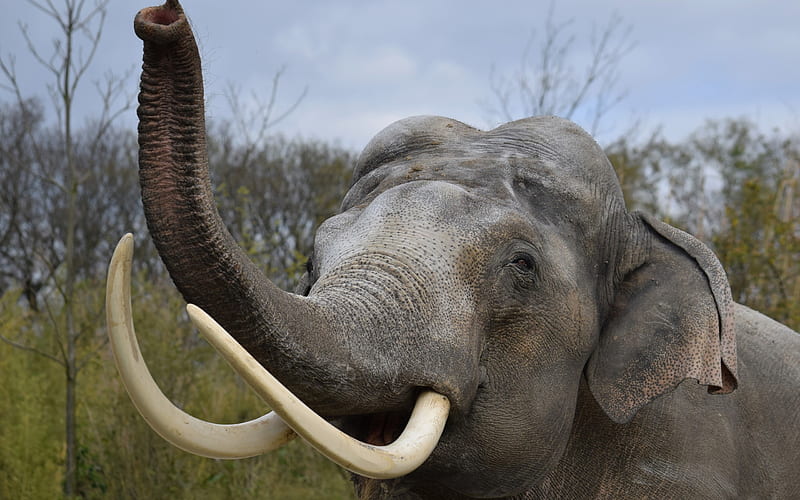 big elephant, trunk, Africa, elephants, savannah, tusks, HD wallpaper