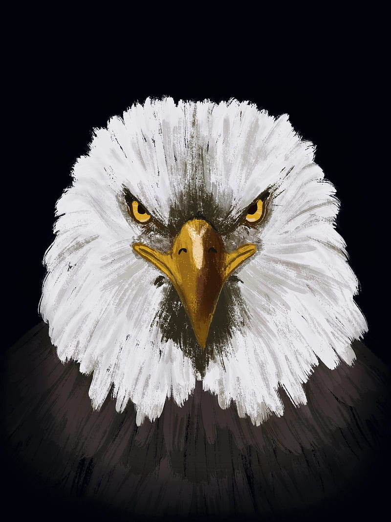 eagle, bird, head, art, HD phone wallpaper