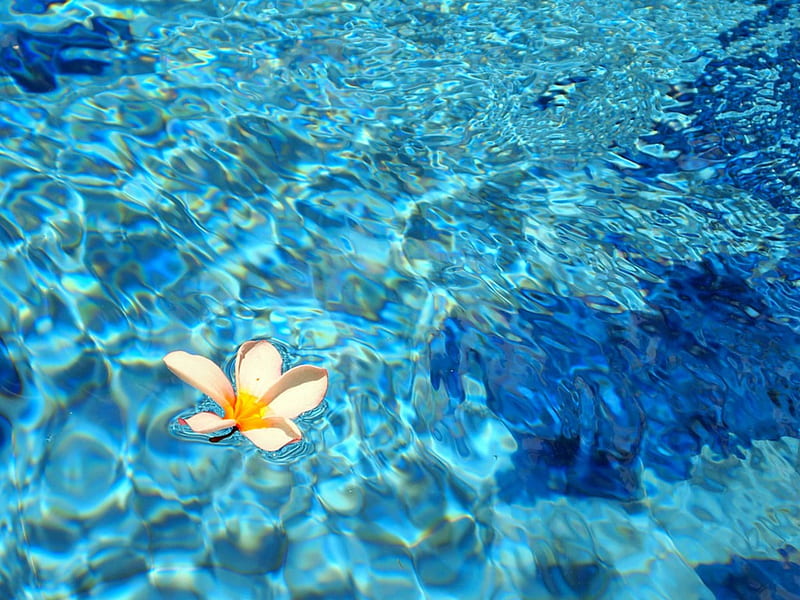 Solitary Plumeria Floating on blue lagoon, float, plumeria, sea, beach, solitary, lagoon, aqua, blue, exotic, islands, clear, ocean, hawaii, floating, pool, lake, shallow, pond, frangipani, paradise, flower, island, tropical, hawaiian, HD wallpaper