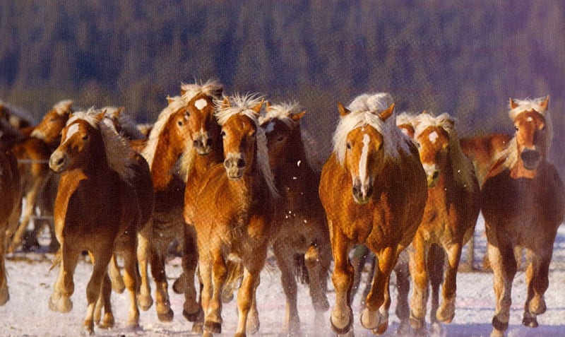 Haflinger Herd, Haflinger, Horses, Herd, Flaxen mane, HD wallpaper