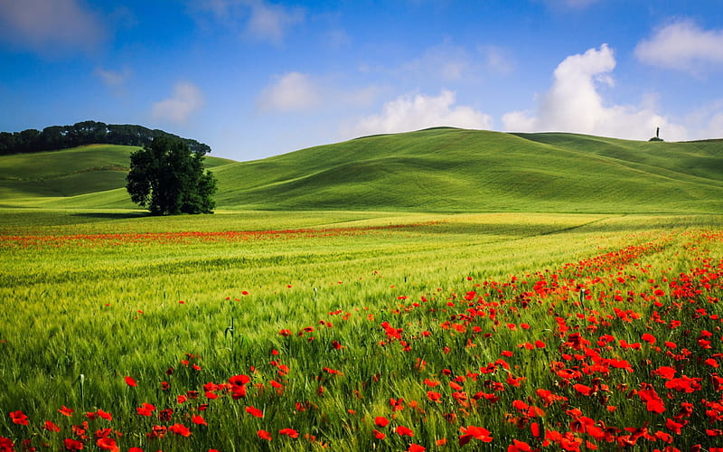 Field of Poppies, poppy, poppies, sky, clouds, splendor, flowers field, flowers, nature, field, landscape, HD wallpaper