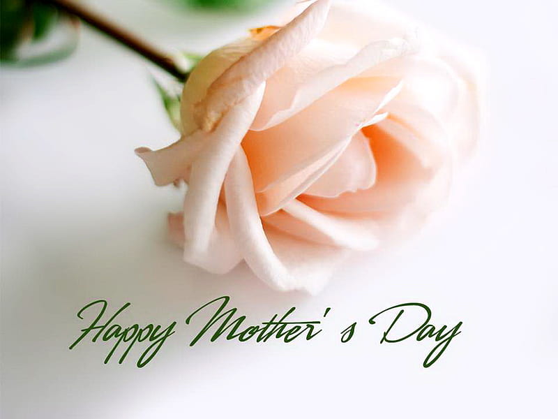 To all Mothers, dedication, may 8, rose, pink, mothers day, HD wallpaper