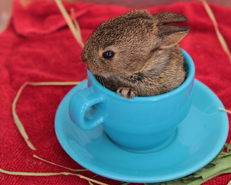 baby bunny teacup, brown, bunny, baby, teacup, blue, HD wallpaper
