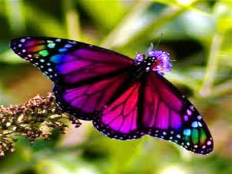butterfly, habitats, butterflies, ecosystems, monarch, purple, gardens, color, nature, insects, HD wallpaper