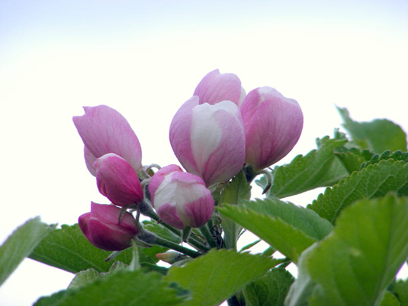 Appleblossom buds., blossom, trees, pink, apples, HD wallpaper