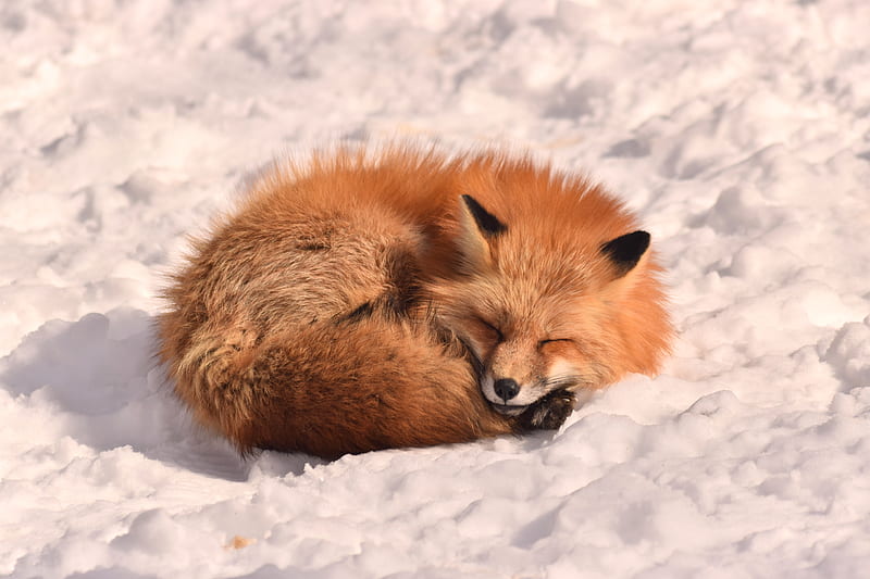 fox, sleep, animal, snow, HD wallpaper