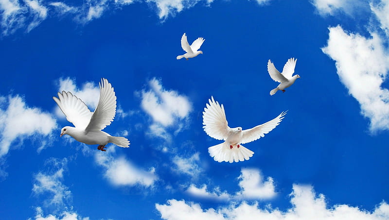 Doves in Flight, birds, beauty, nature, doves, HD wallpaper