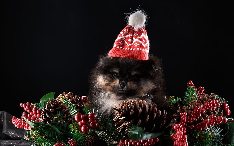 Merry Christmas!, red, craciun, christmas, caine, black, pine cone, hat, cute, berry, spitz, puppy, dog, HD wallpaper