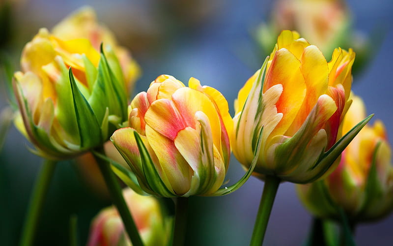 tulips, beautiful flowers, yellow-red tulips, a bouquet of tulips, HD wallpaper