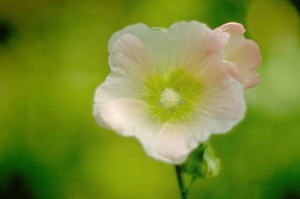 HD alcea wallpapers | Peakpx