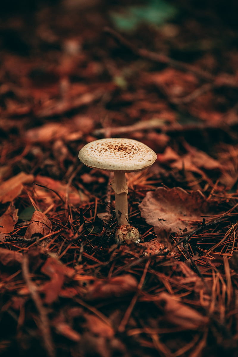 mushroom, grasses, plant, autumn, HD phone wallpaper