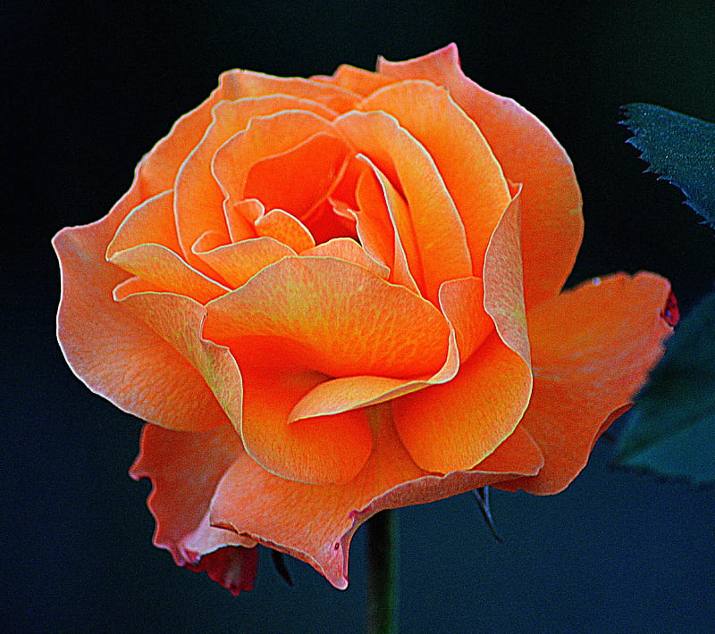 Orange rose, flower, HD wallpaper