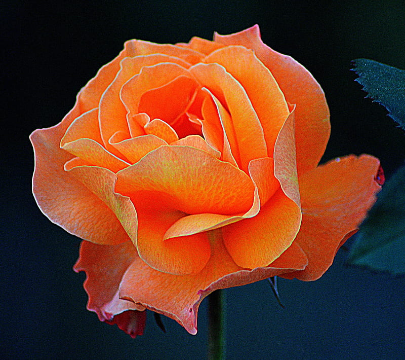 Rose Orange Flower Nature 8K Wallpaper #159