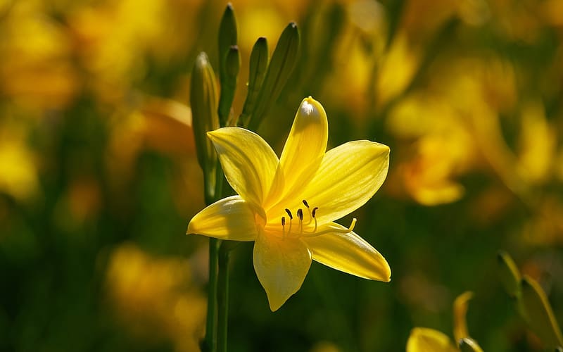 Yellow Lily, macro, flower, yellow, lily, HD wallpaper | Peakpx
