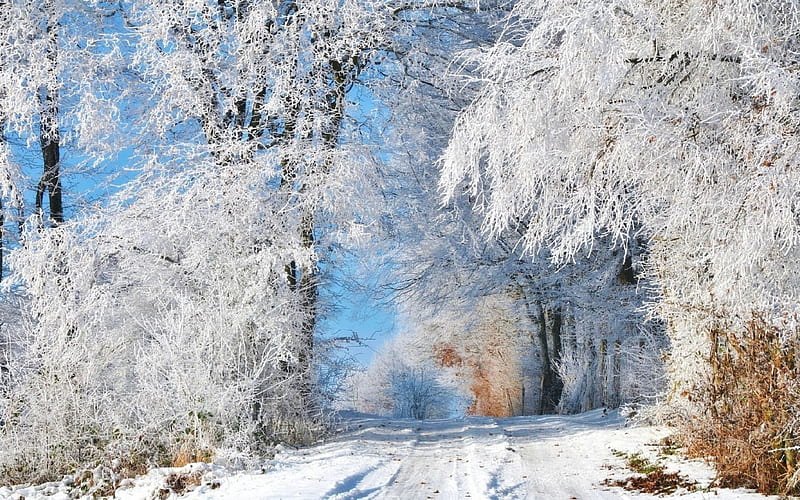 Winter, twigs, snow, path, trees, landscape, HD wallpaper | Peakpx