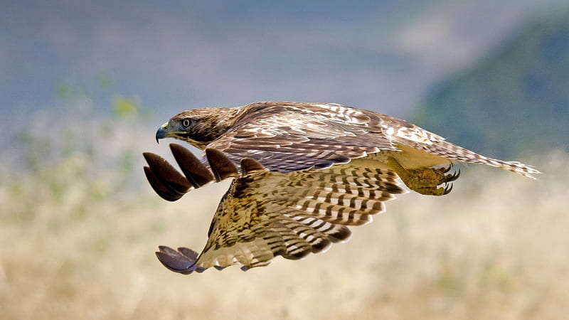Golden Eagle, Flight, Bird Of Prey, Nature, HD wallpaper