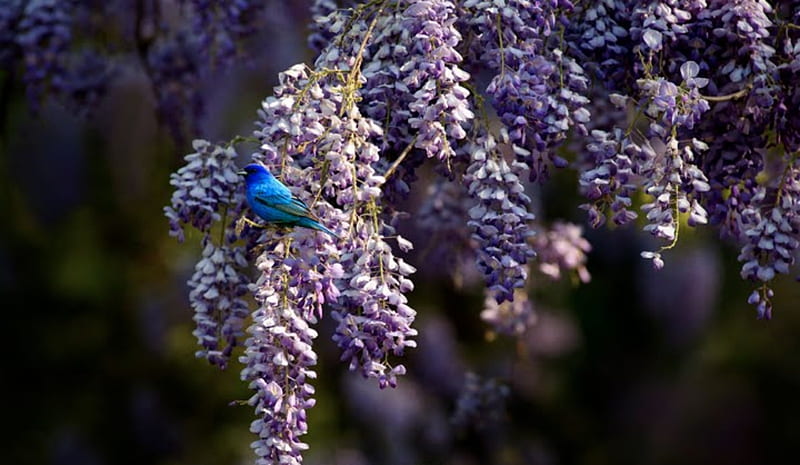 indigo bunting on wisteria, tree, bird, blossoms, songbird, wisteria, blue, HD wallpaper