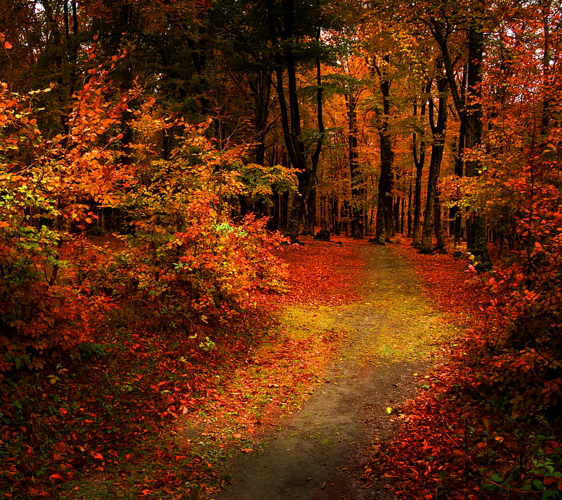 autumn forest, landscape, nature, HD wallpaper