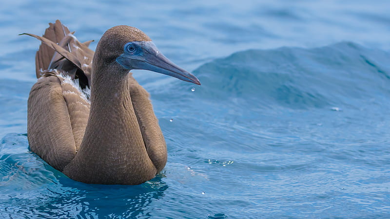 Brown Booby On Water Booby, HD wallpaper