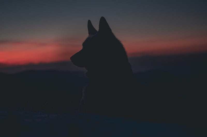 Wolf : [HQ], Dual Monitor Wolf, HD wallpaper