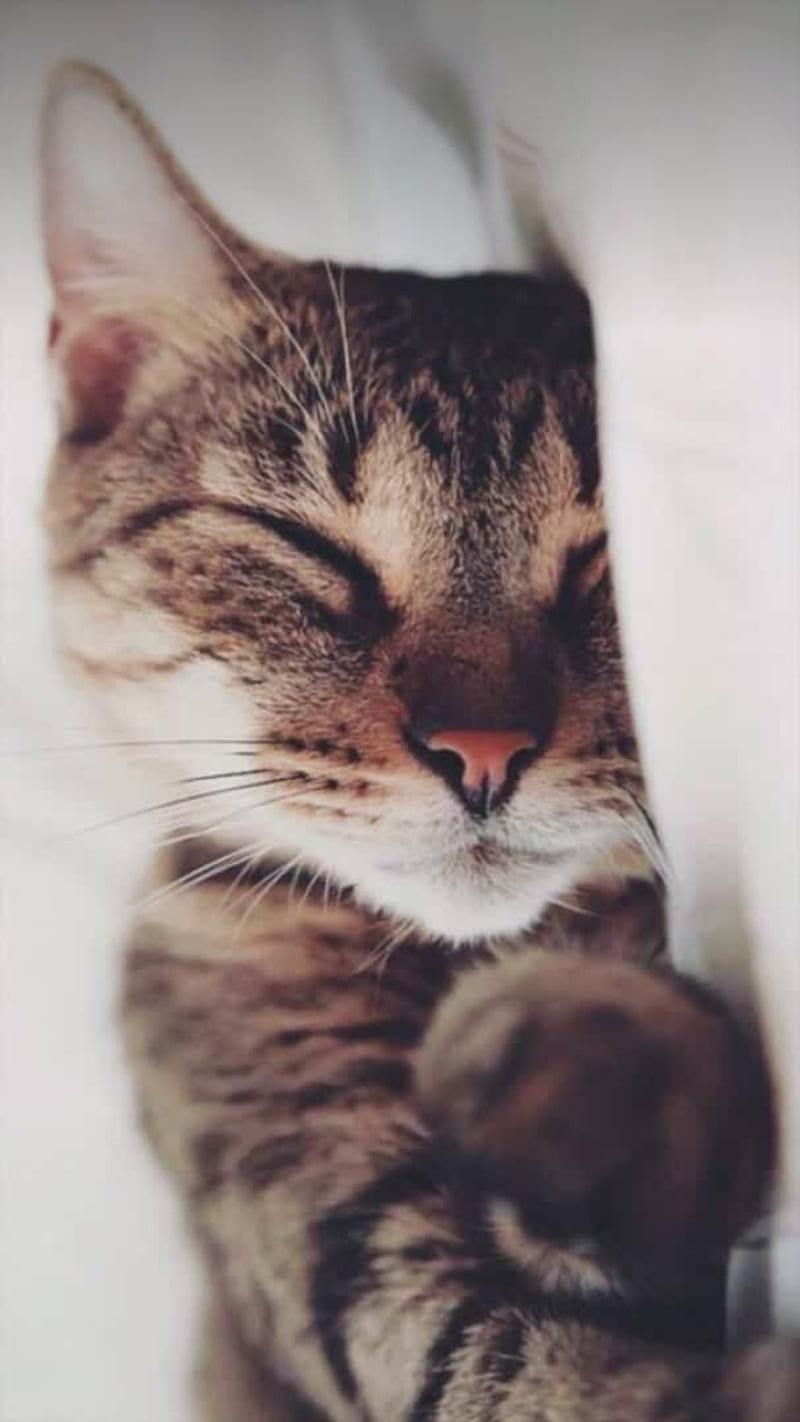 Cat sleep , chat, lion, night, goodnight, good morning, cats, HD phone wallpaper