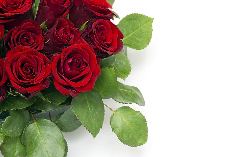 Roses, red roses, rose, flowers, nature, petals, HD wallpaper | Peakpx